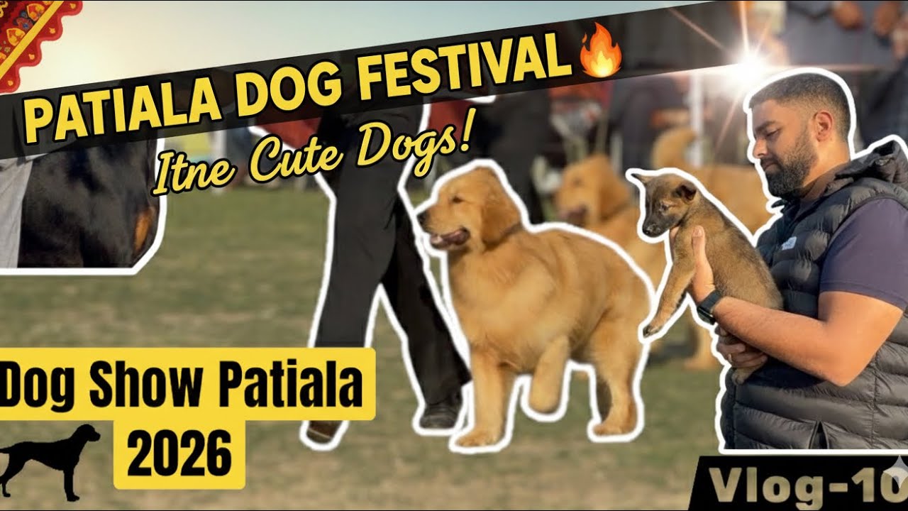 Patiala Dog Show 2026 🐶🔥 | Dog Festival