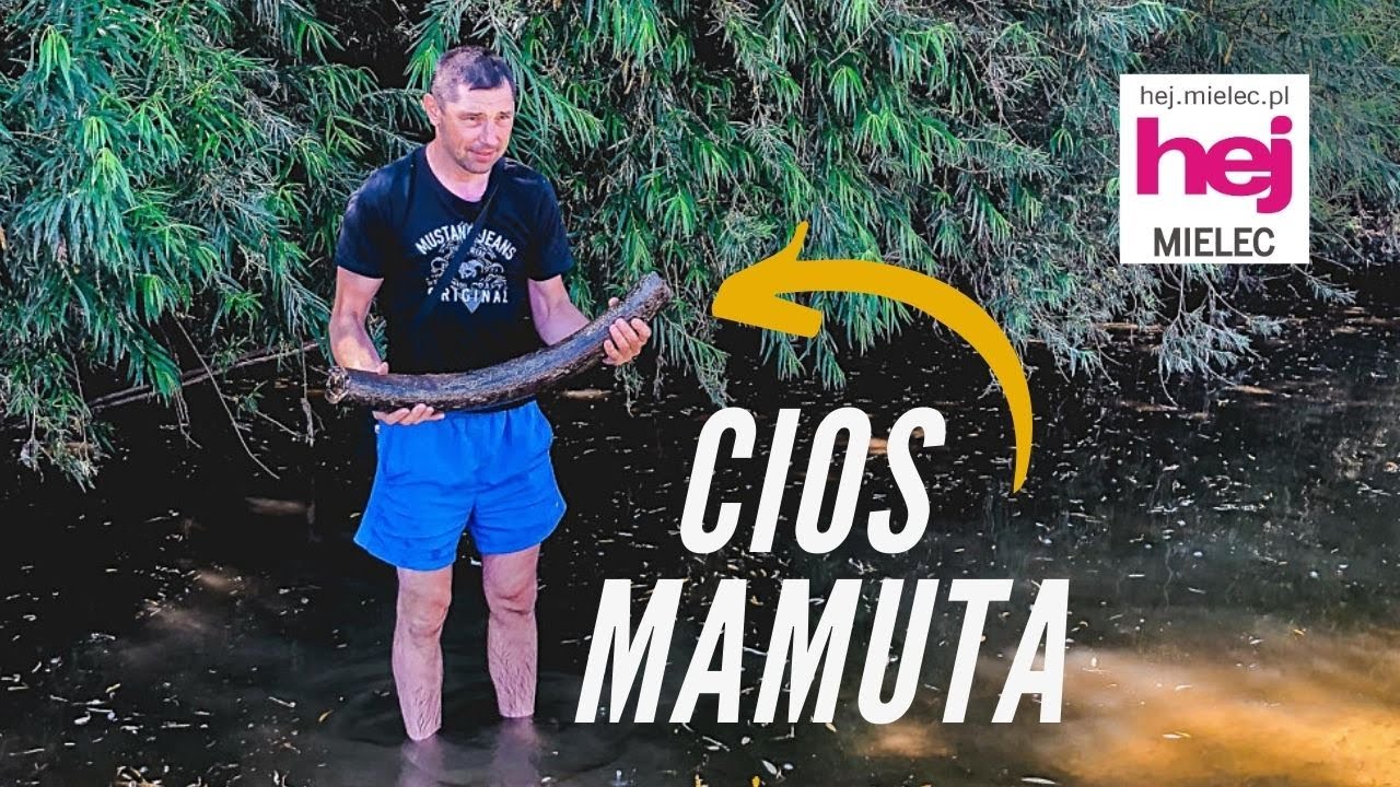 hej.mielec.pl TV: Kieł mamuta w Wisłoce