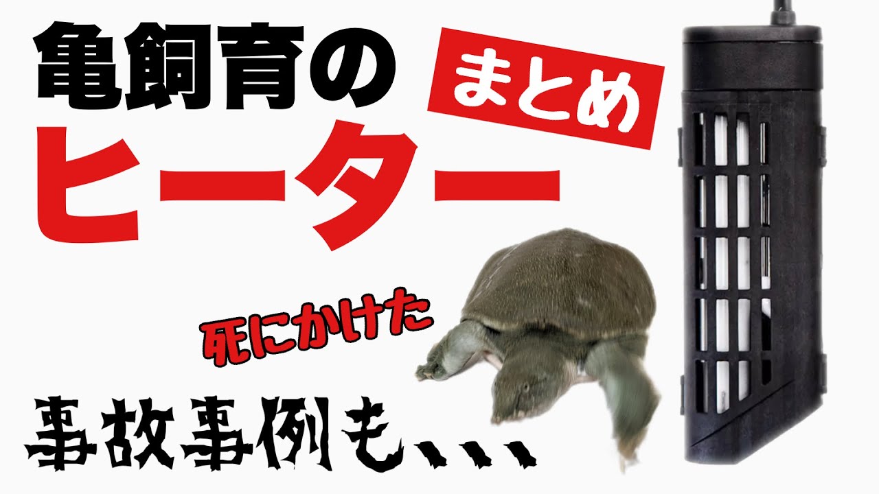 【亀飼育】亀のヒーターまとめ！過去のヒーターによる事故の話も。温度固定式・温度可変式、一体型・分離型など、どれを選べばいいのか解説！