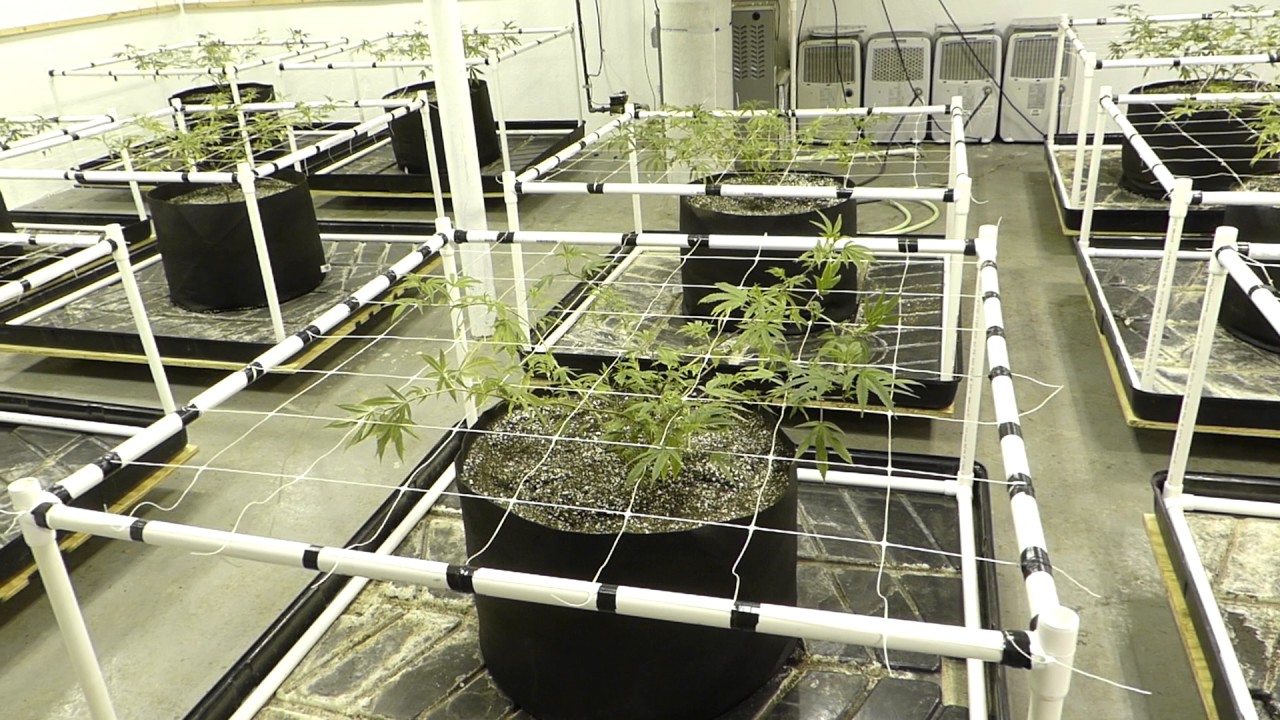 12 Plant 12 Light SCROG Grow (Interleaving)