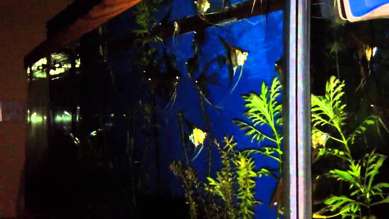 Arduino controlled Aquarium