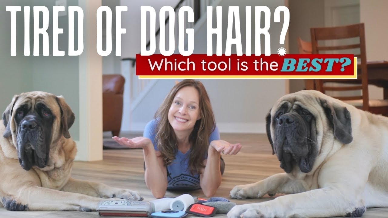 Which Pet Hair Remover Is the BEST? 7 Top Products Put To the TEST! [ULTIMATE BUYERS GUIDE]