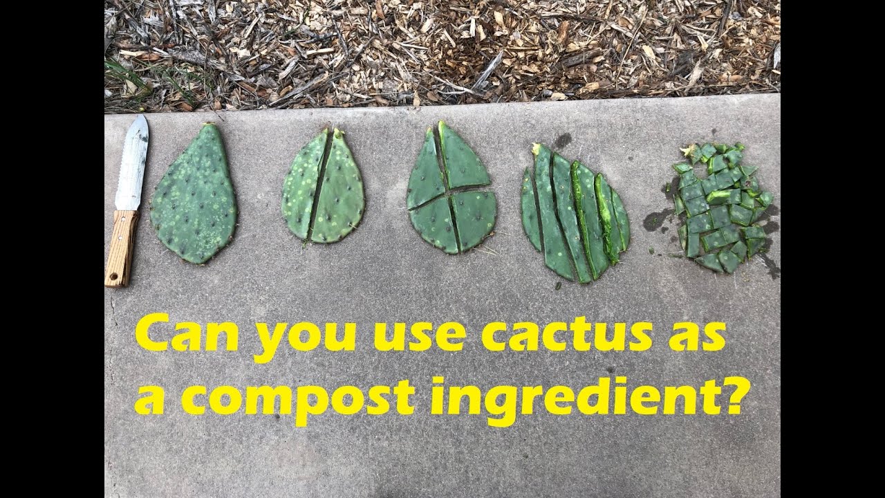 Composting Cactus Pads - Part 1