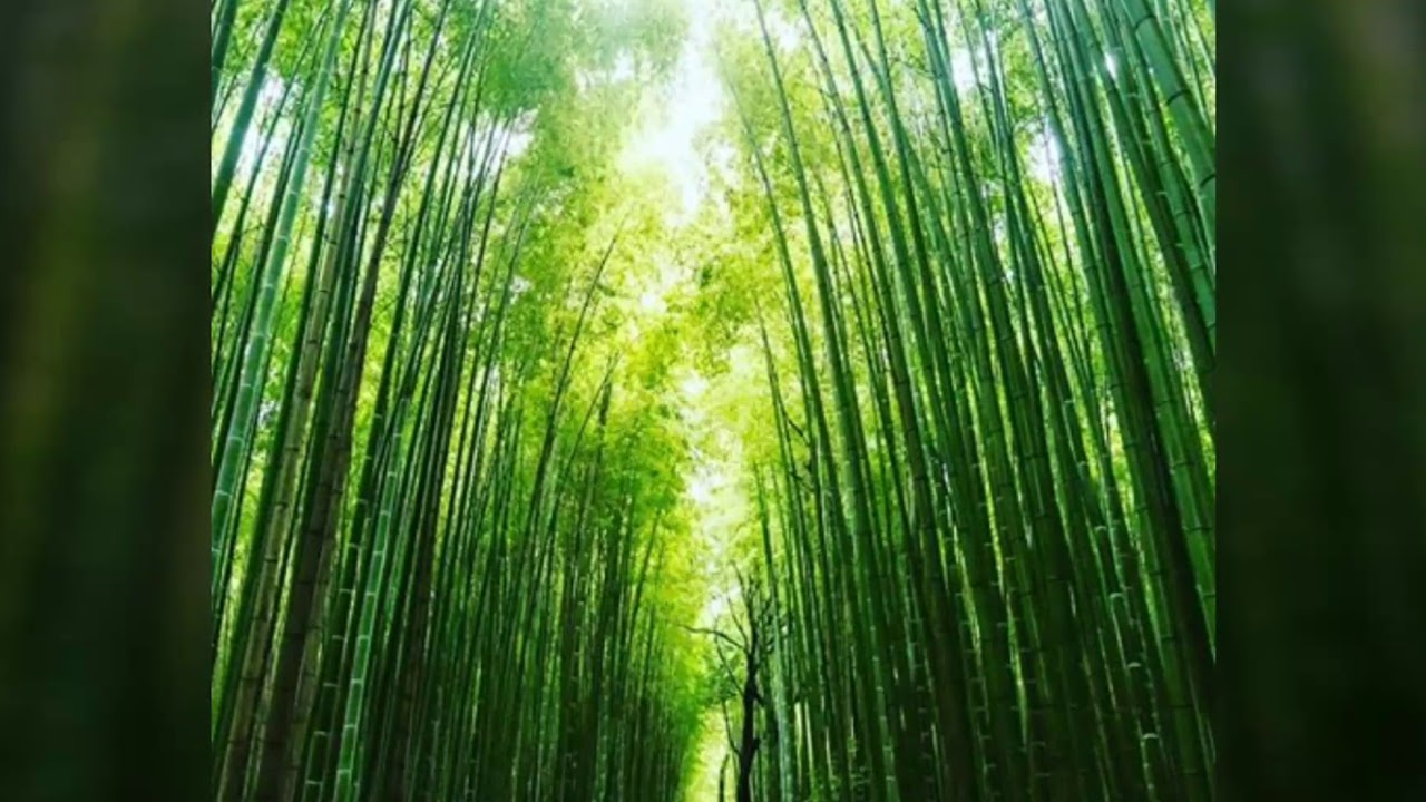 原田真二「Natural Stream」