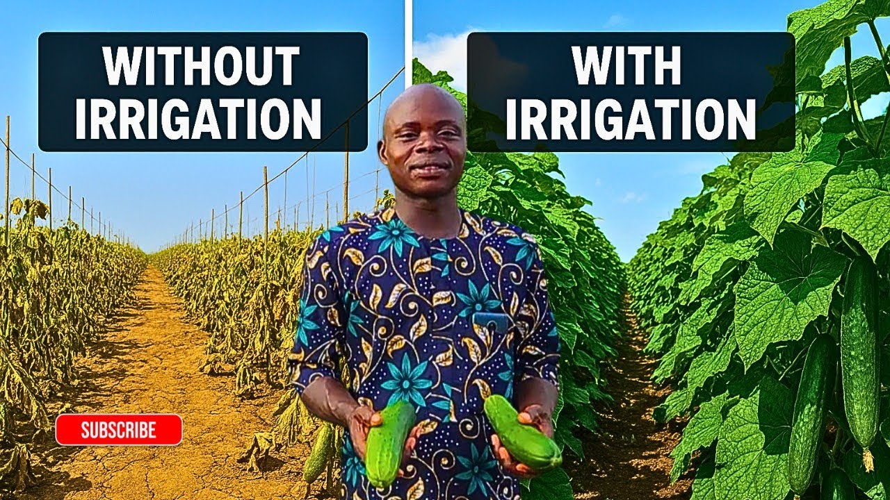 I Tried Irrigation on My Farm for a Month Here's What Happened - Story from a Local Farmer