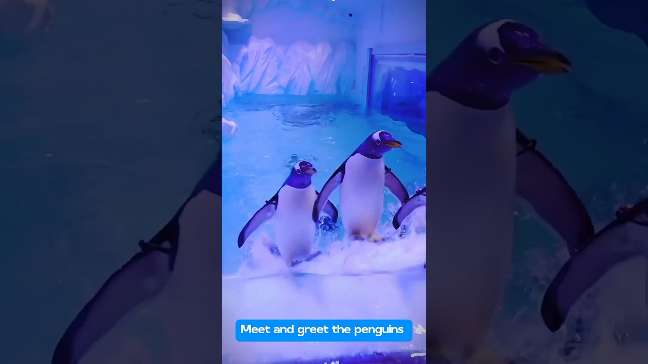 🐧Dubai Aquarium & Underwater Zoo with Penguin Cove Tickets 🎟️❄️ #dubai #aquarium