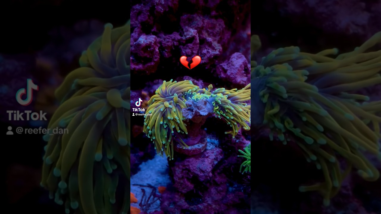 Very Sad News - My Favorite Torch Coral Is Declining In My Reef Tank.