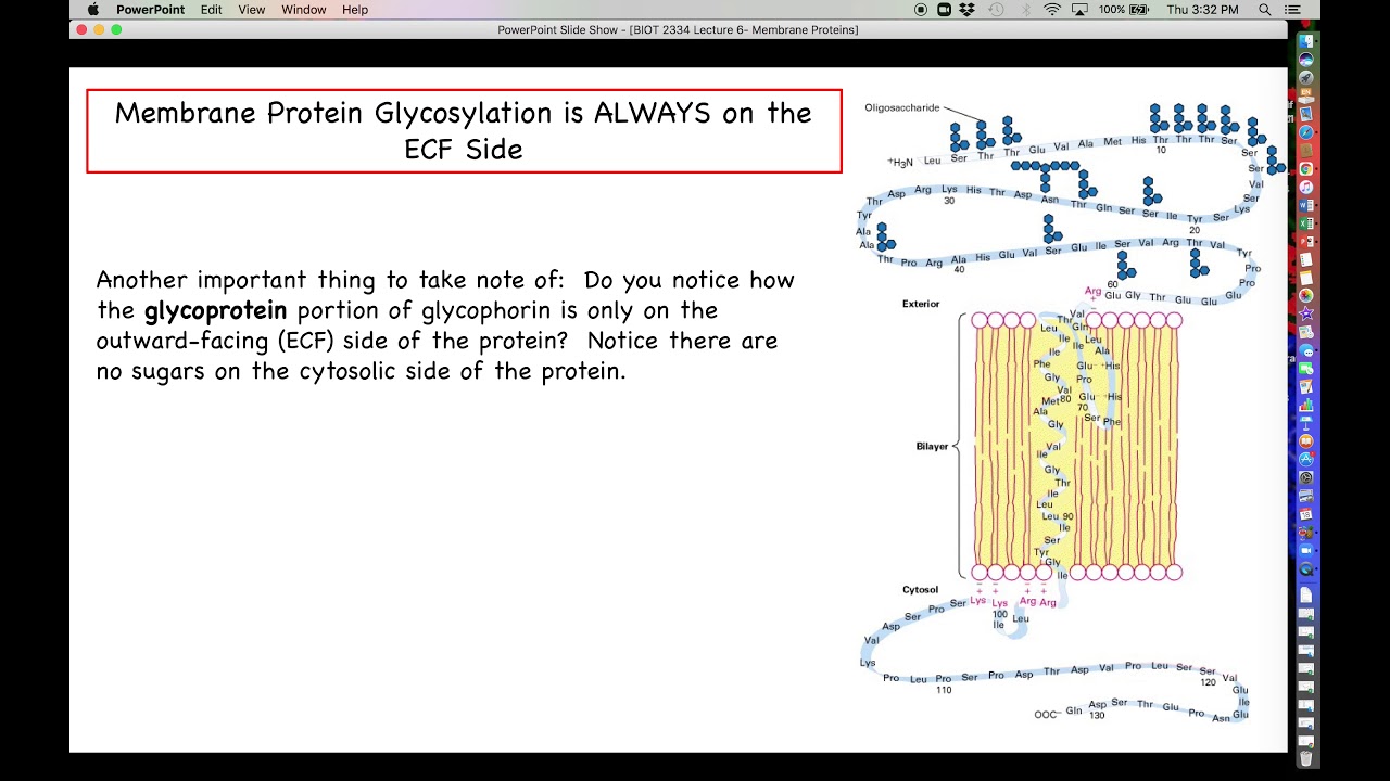 Proteomics - Membrane Proteins - Part 2 - The Hydrophobic Alpha Helix
