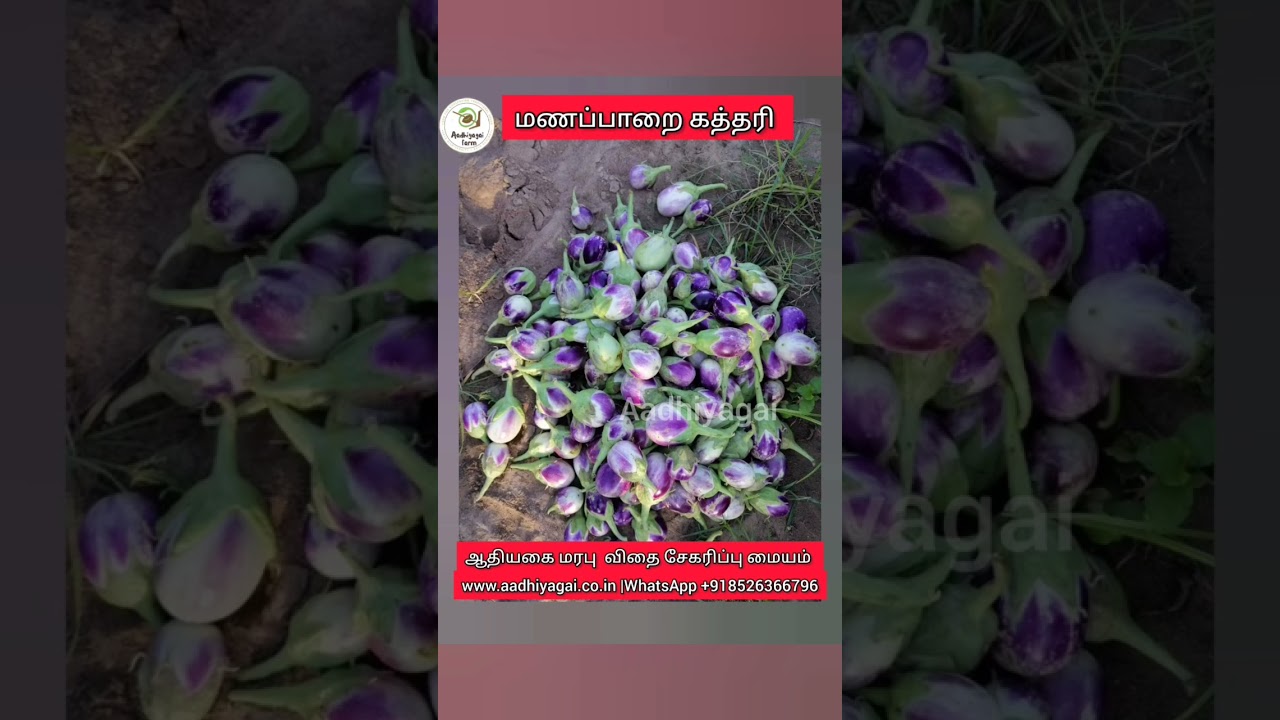 திருச்சி மாவட்டத்தின் சிறந்த கத்தரி ரகம் மணப்பாறை கத்தரி#brinjal #manapparai