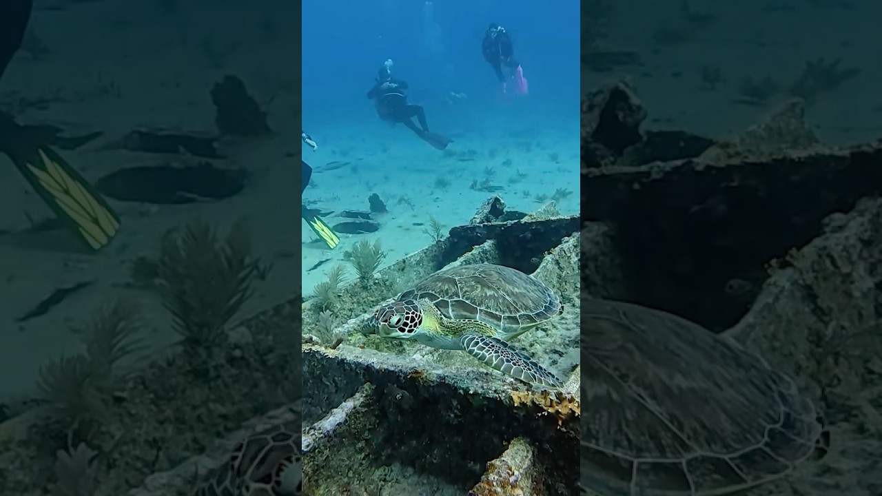Diving in The Florida Keys Vlog 🦈 Go to the full video on my profile. #diving  #shark #scam