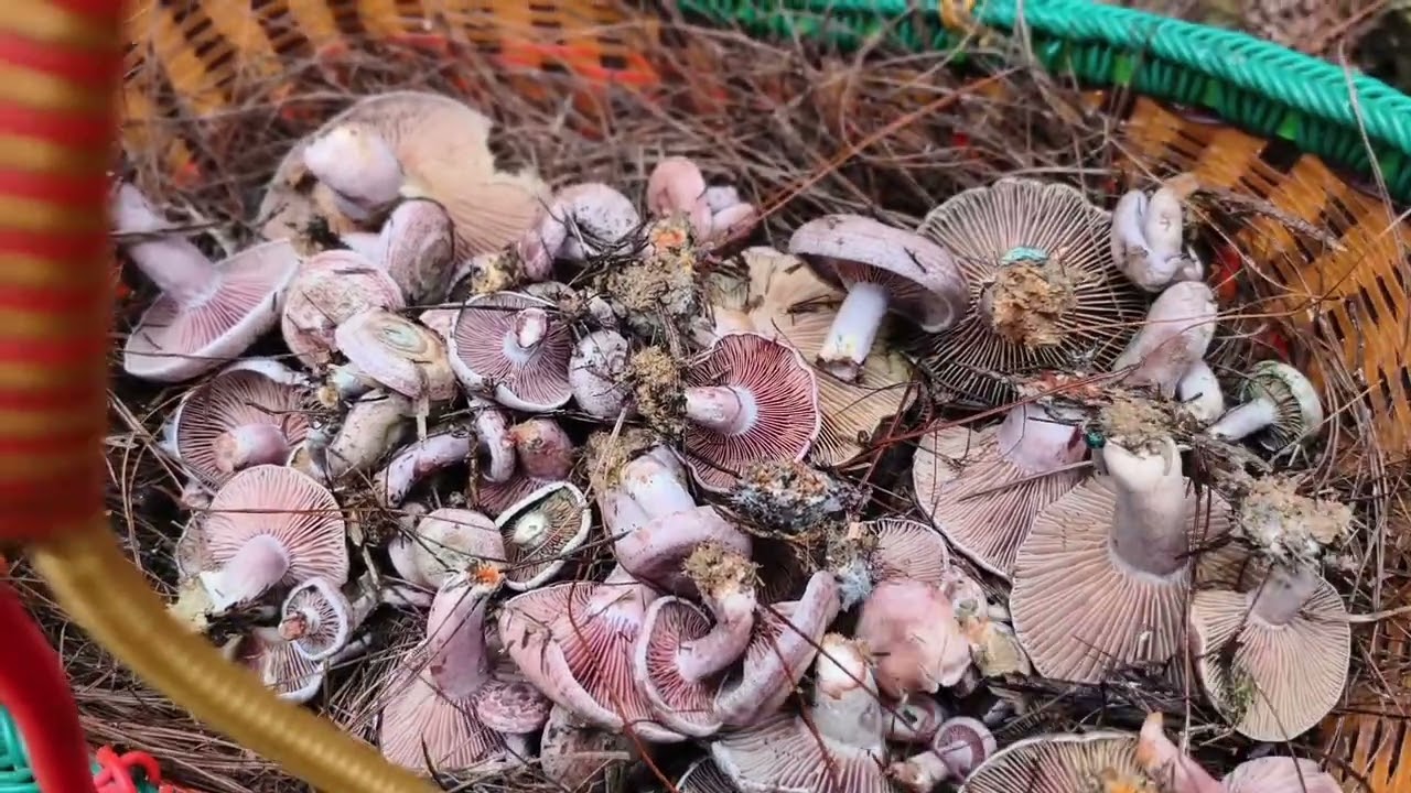 这段时间乌枞菌猛涨，捡到手软老罗脱下衣服来装，小曾说要当老板