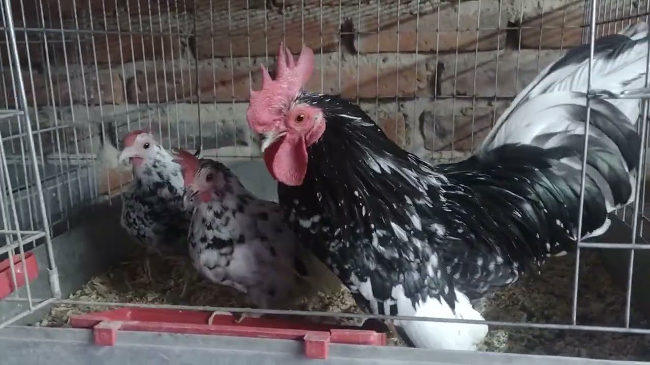 Lotes de reproductores de criadero el zurdo 