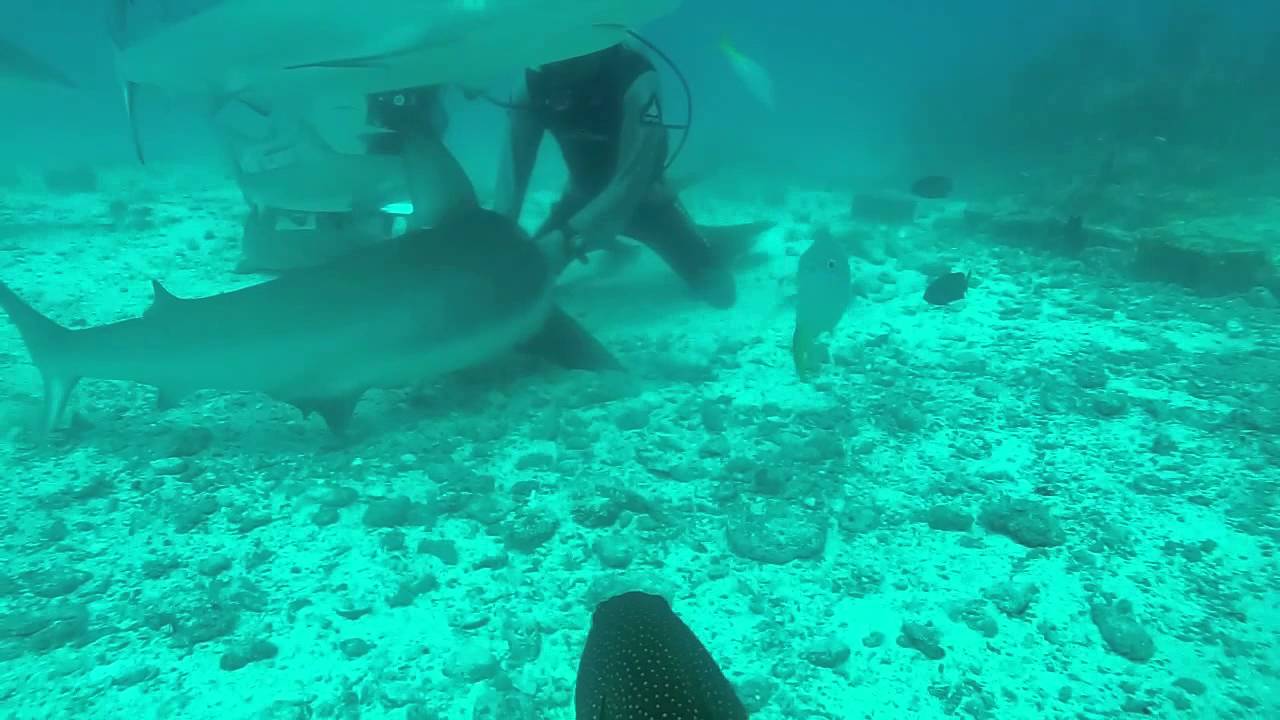 Buceo con tiburones en el Caribe