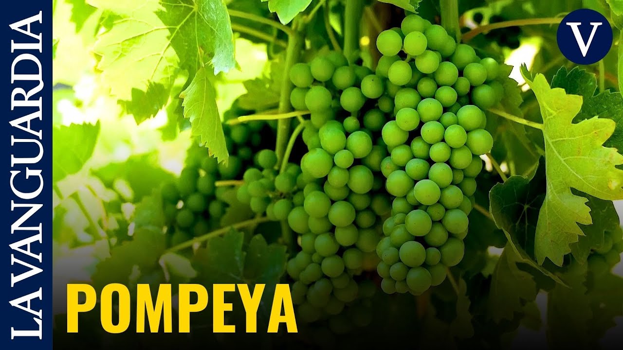 Pompeya recupera sus viñedos para producir vino entre ruinas milenarias