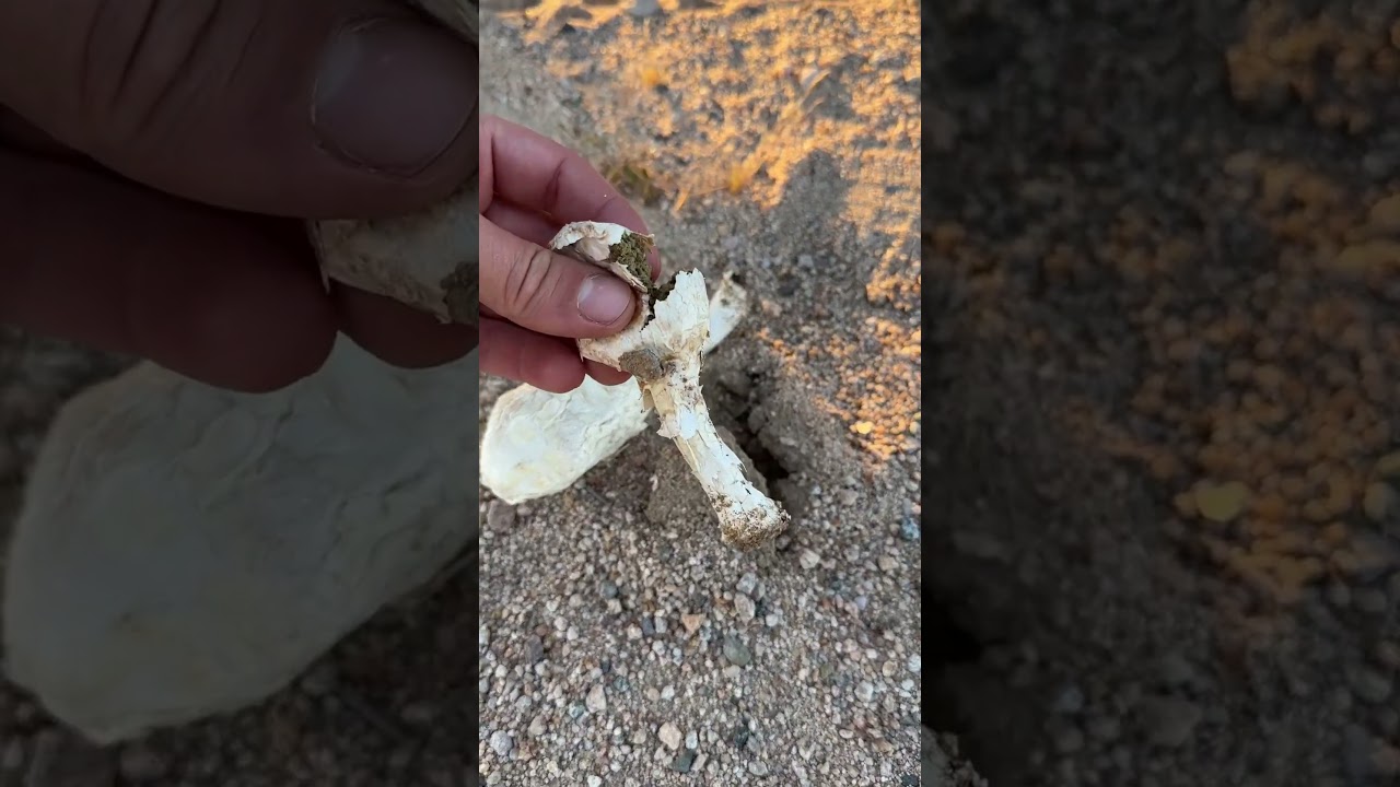 What is this plant mushroom thing? #nature #interesting #mushrooms #desert #goldrush