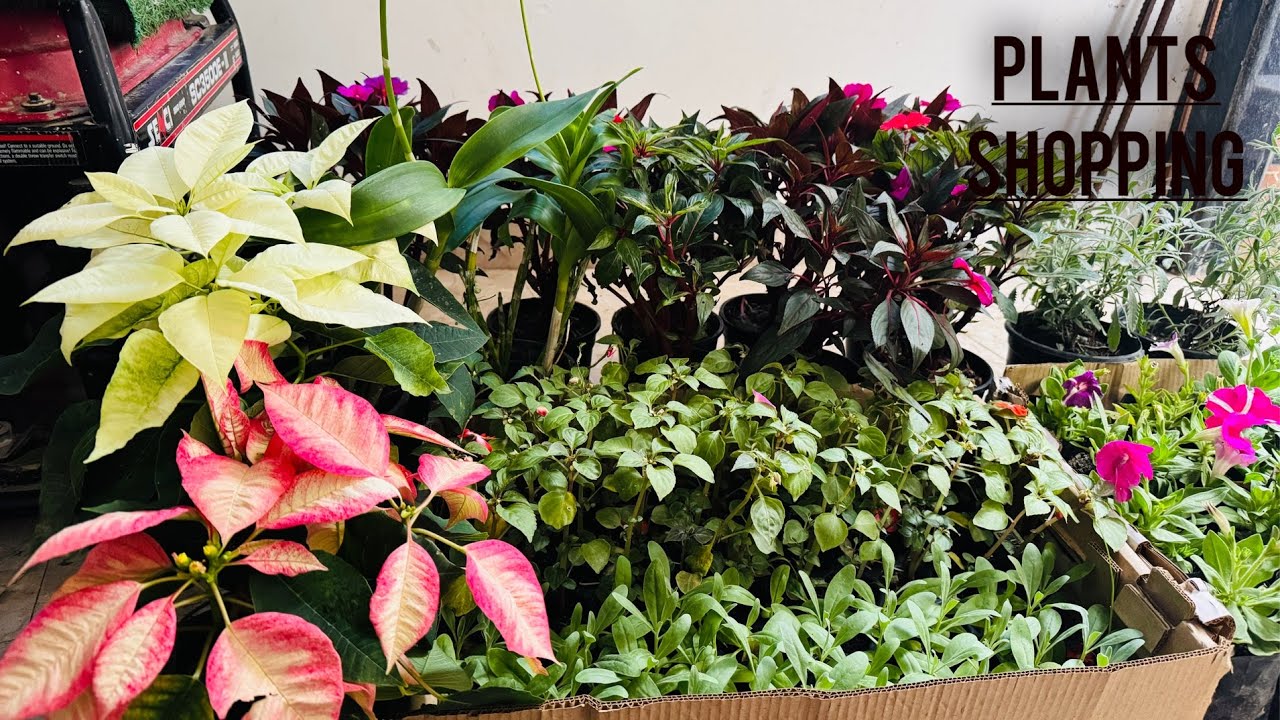 Huge Winter Plant shopping 🥰||Nursery visit
