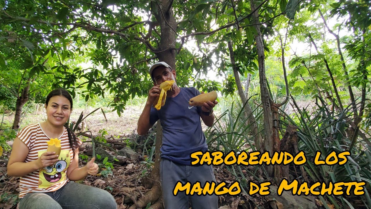 Estamos saboreando unos ricos Mangos de Machete  😋