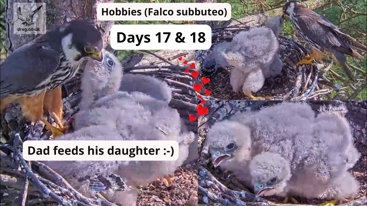 Hobby Chicks Explore The Edge of The Nest! Dad Feeds His Daughter. Funny Food Tussle😁, Days 17 & 18