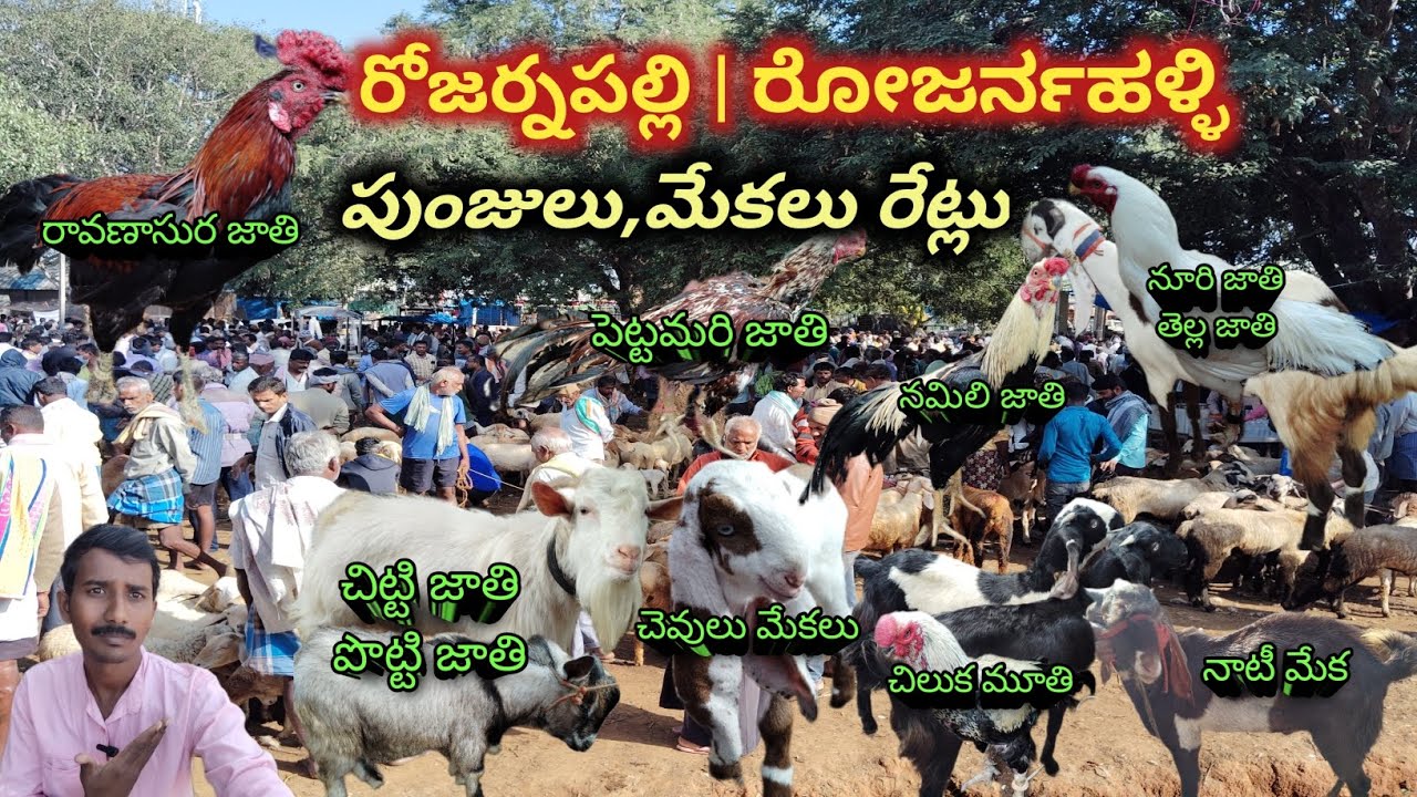 Rojarnahalli కోళ్ళు, మేకల Market | రోజర్నపల్లి Goats, గొర్రెలు సంత | Mohan Crazy Vlogs