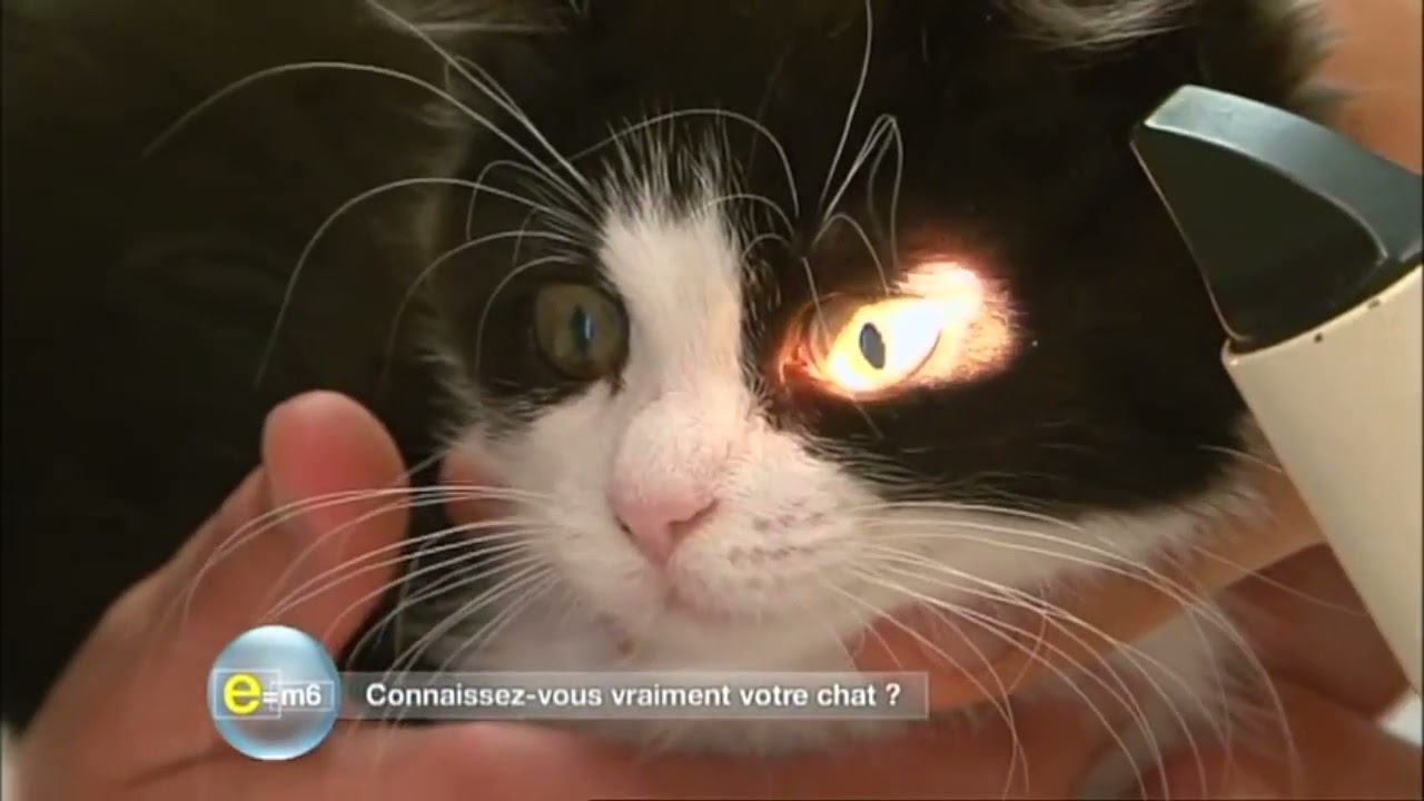 Interview Dr Laurent Bouhanna E=M6 - La Vision du chat