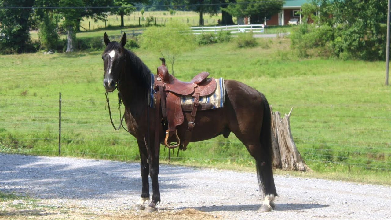 Ace, very gentle, well broke gaited gelding for sale.  True family horse