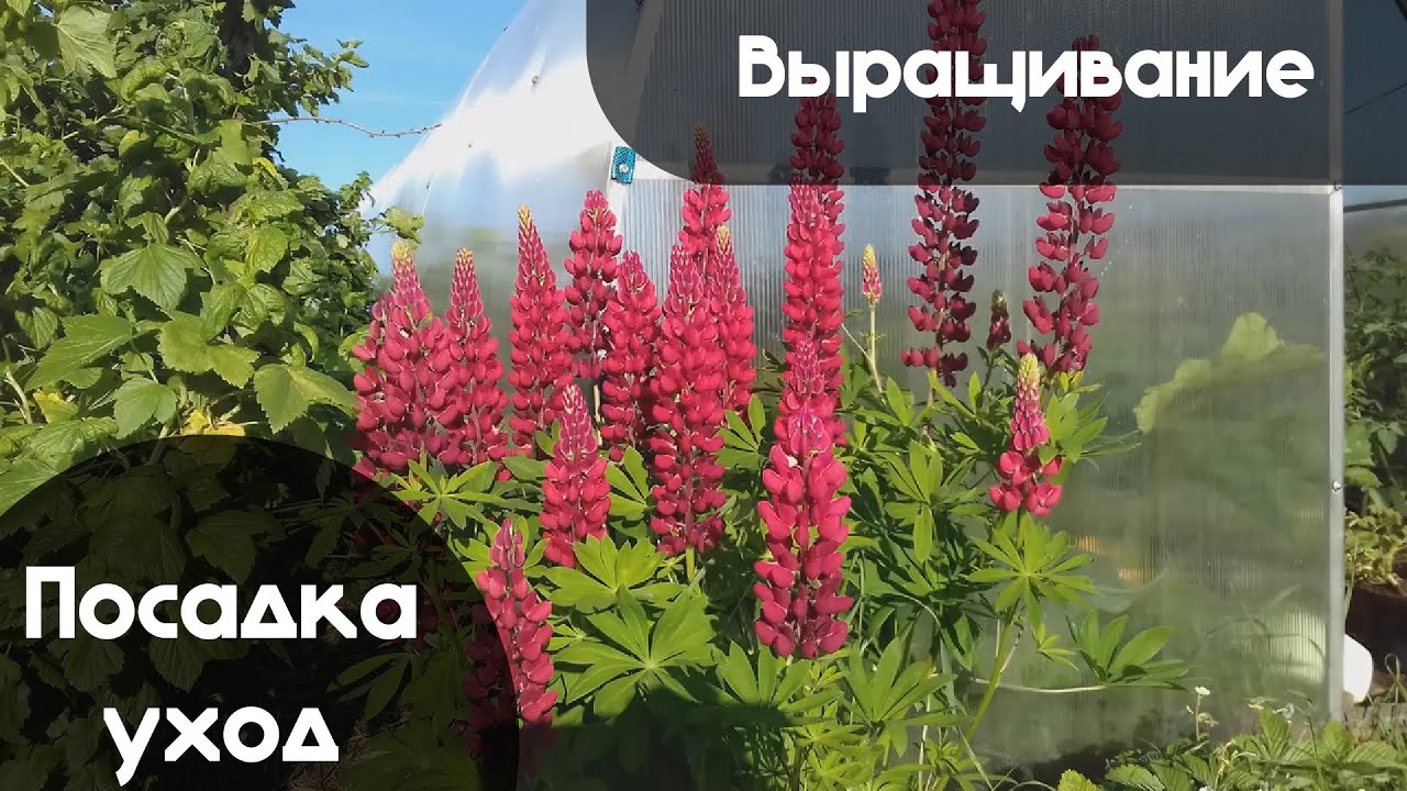 Выращивание ЛЮПИНА, а также ВСЁ о Посадке и Уходе за растением