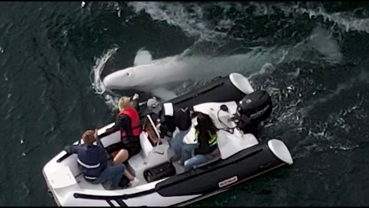 Lost Russian Spy Beluga Whale 