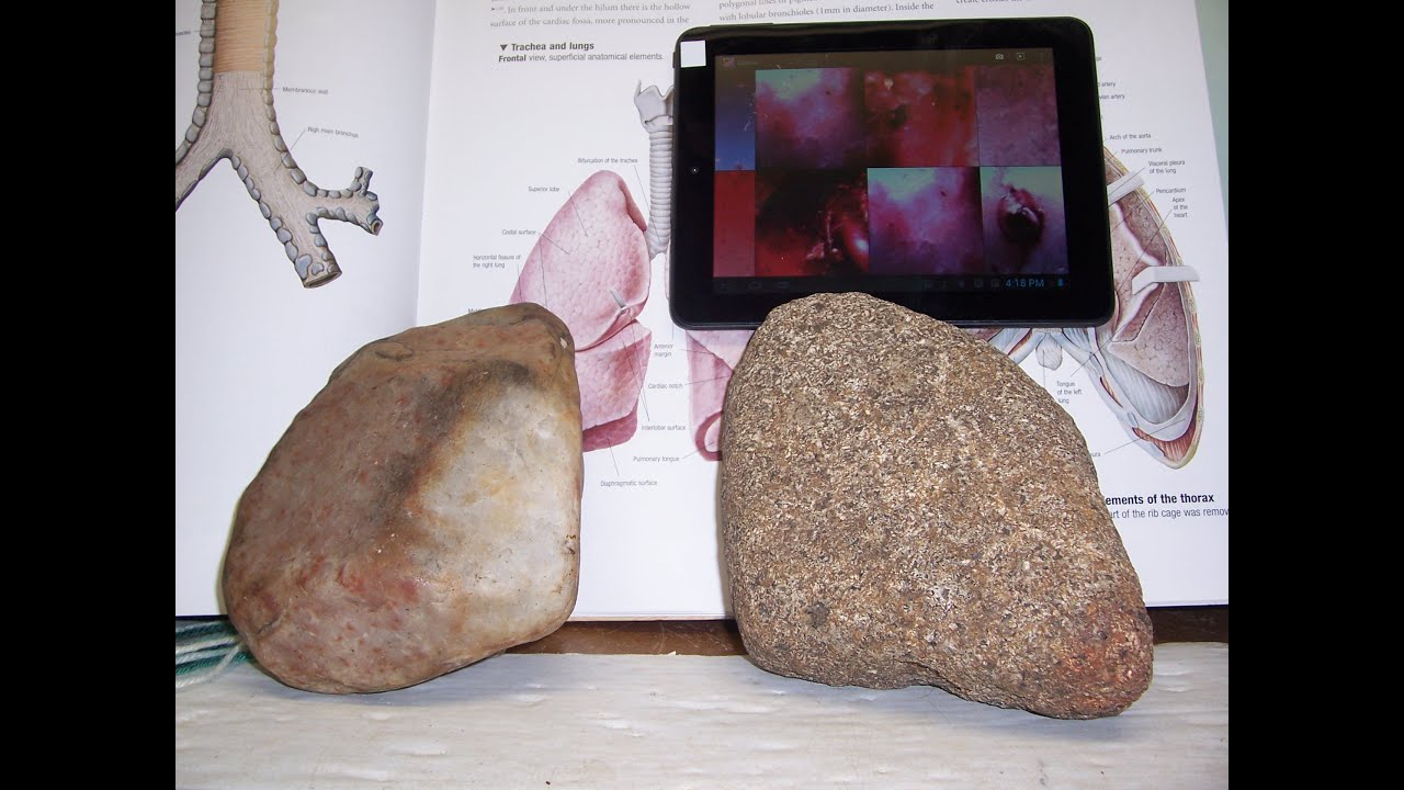 Veritasium Contest Soft Tissue Preservation