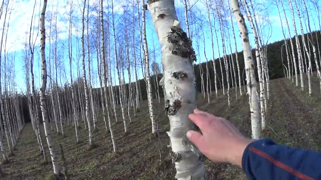 Metsolan Metsäkoulu 229 - Nyt kasvaa raha puussa - mallisuoritus!