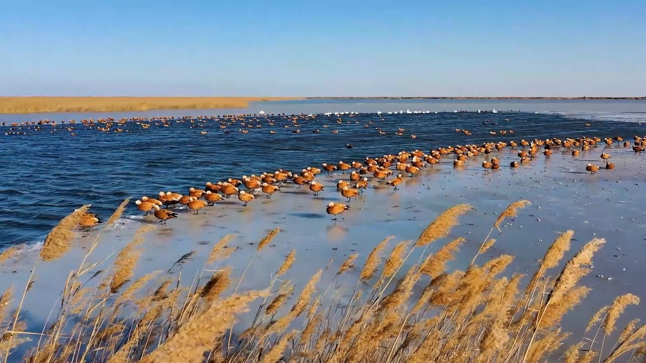 GLOBALink | Better ecology makes Yellow River Delta haven for birds
