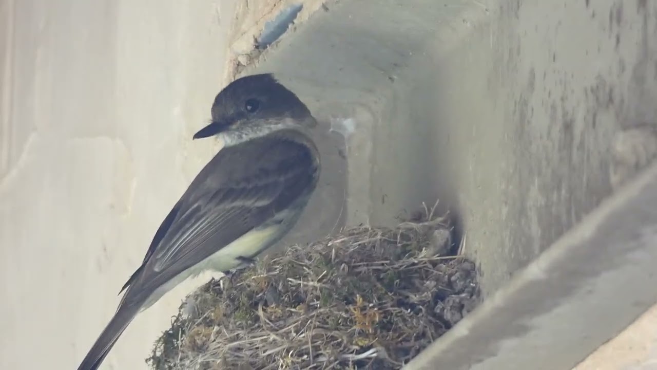 Flycatcher Nest