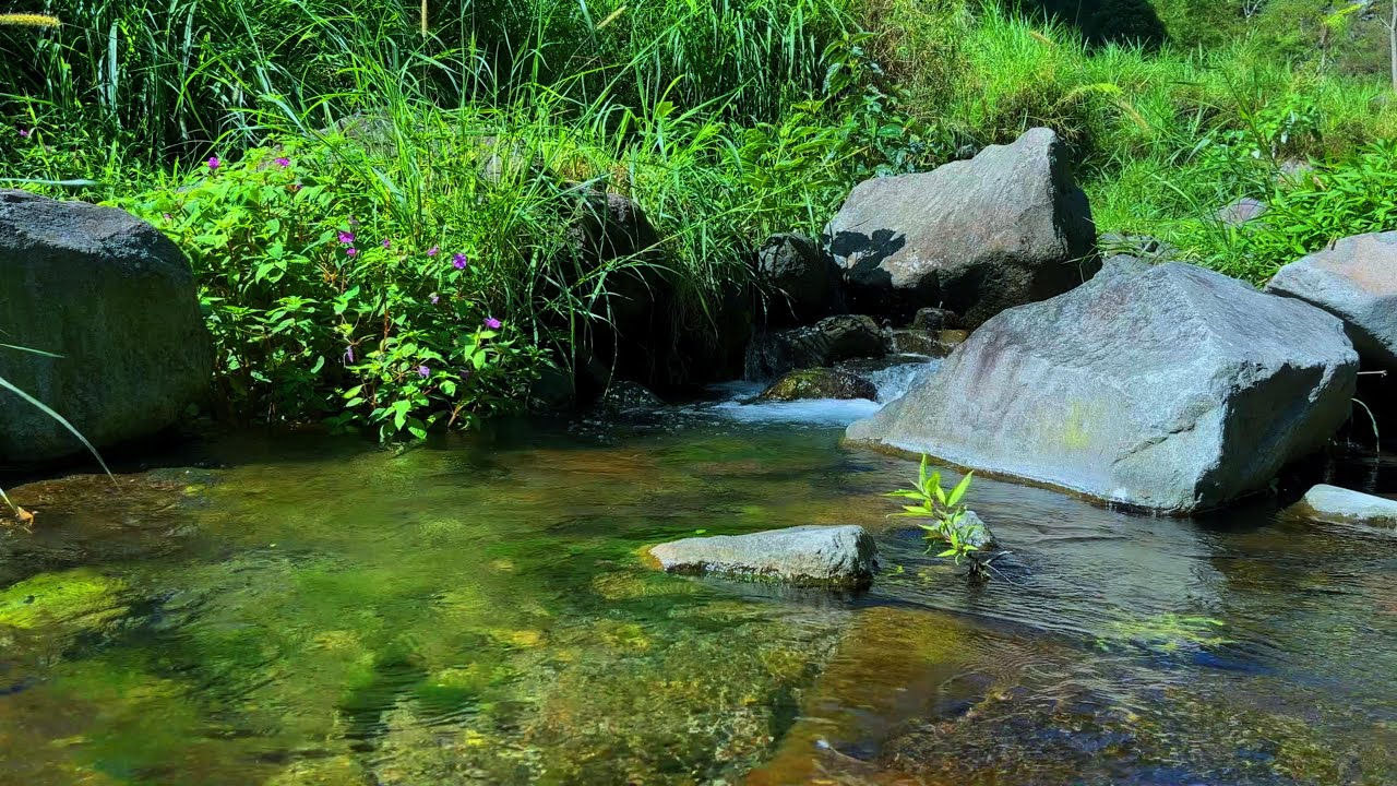 Fresh Morning River Sounds 🌞🌊 | Relaxing Water Ambience for Focus, Sleep & Stress Relief