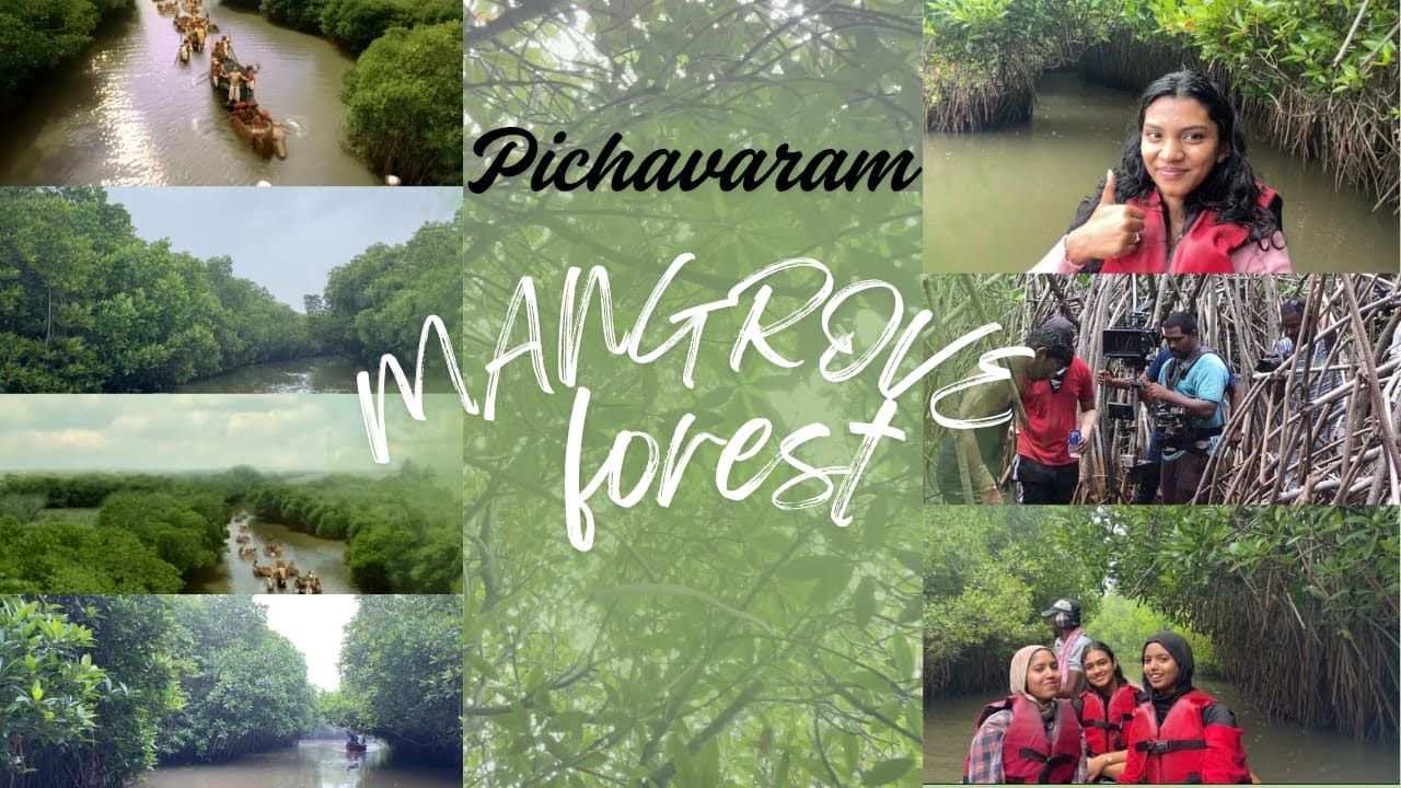Mangrove forest,pichavaram 🚣,dasavatharam movie shooting location🙀