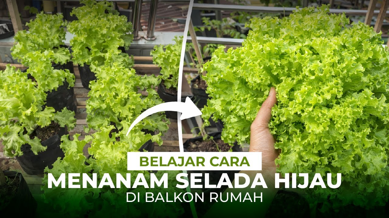 Belajar cara menanam selada hijau dengan polybag