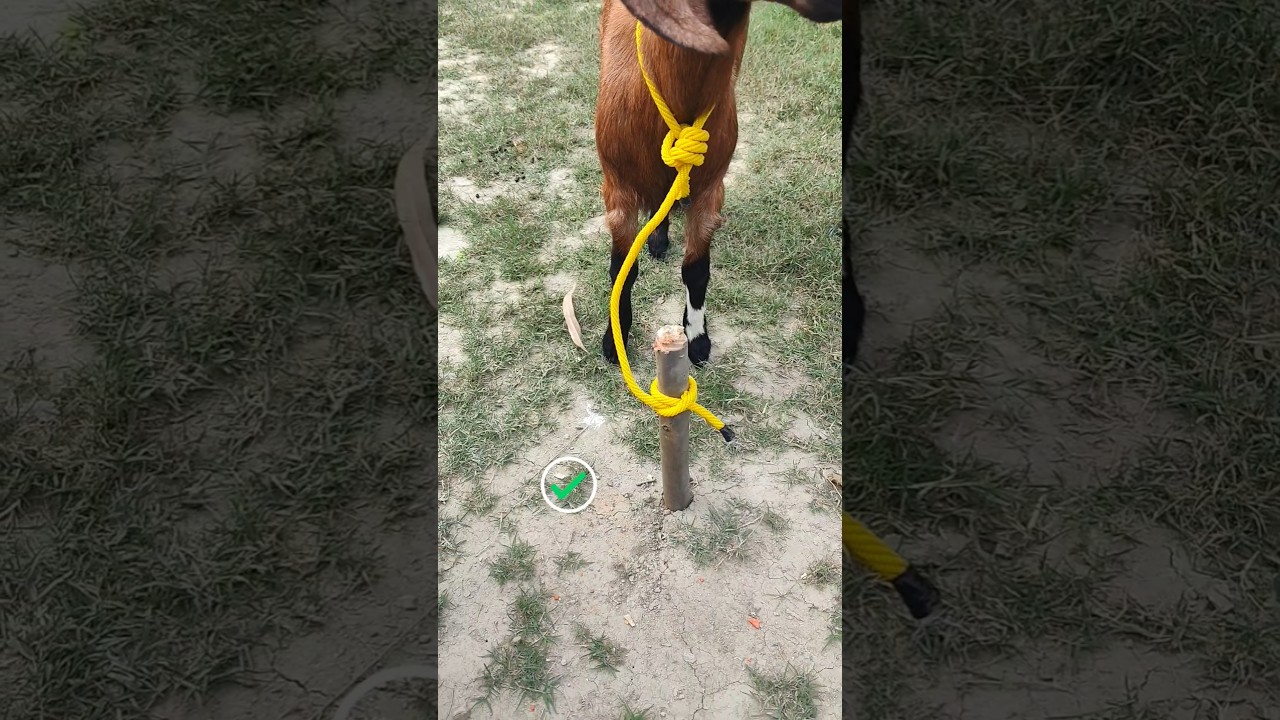 Simple & Strong Knot for Tying a Goat to a Post #diy #knot #hacks #tips #shorts #youtubeshorts