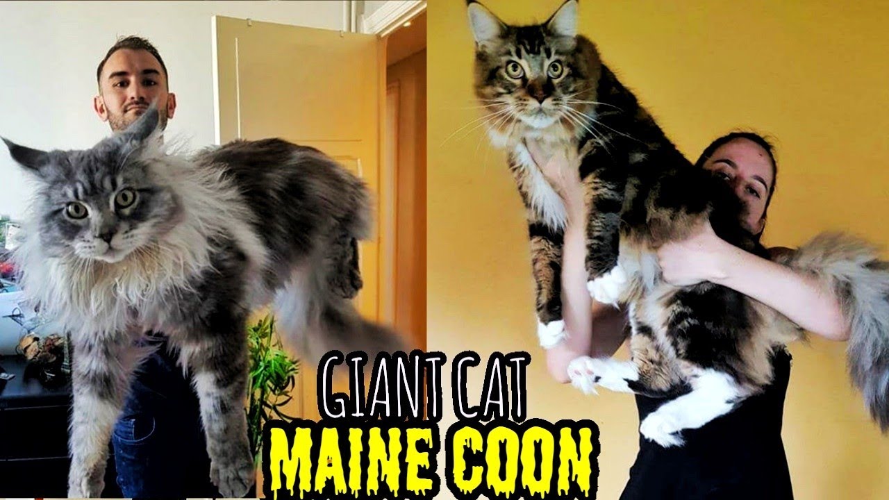 Mengenal Kucing Maine Coon Dan Harga Jualnya