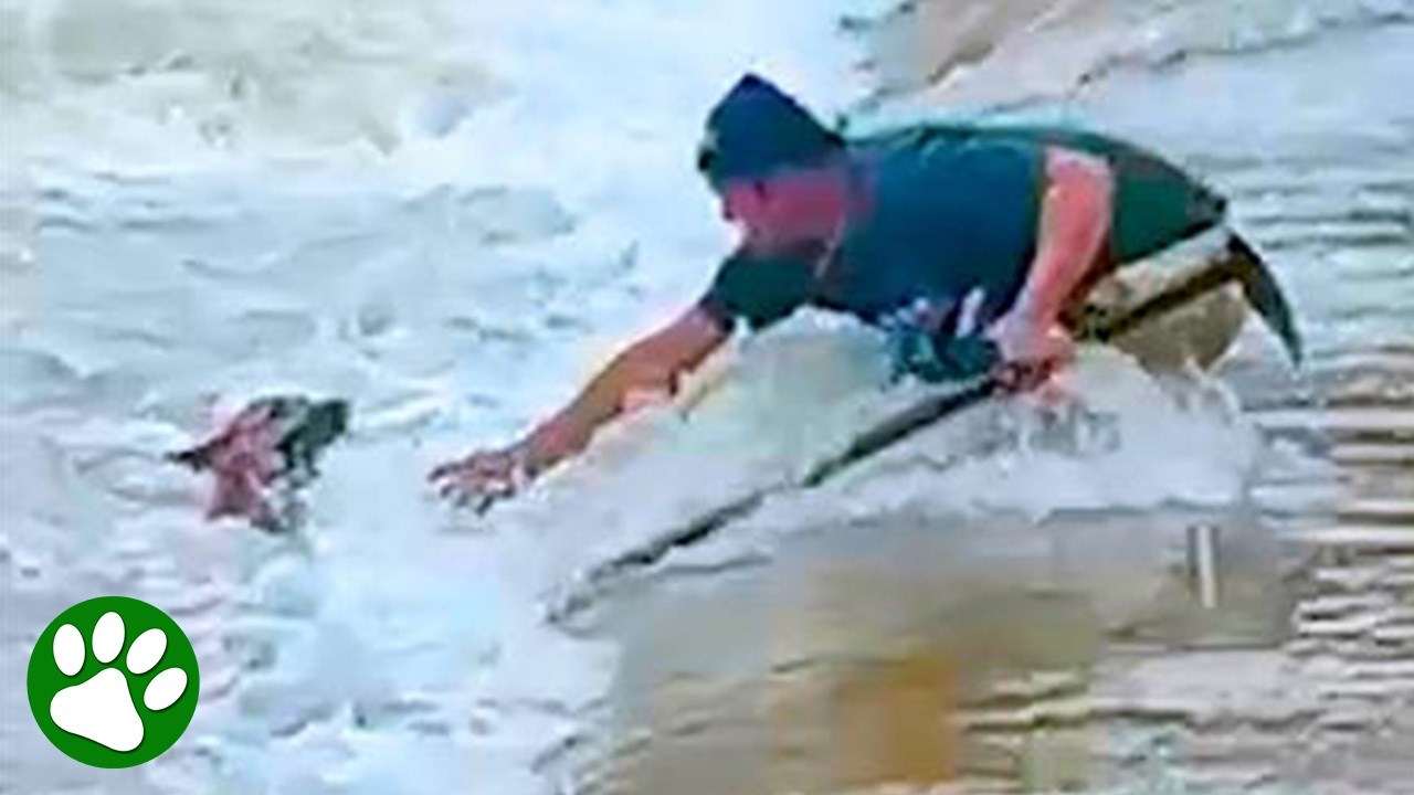 Brave Man Saves Dog from Current