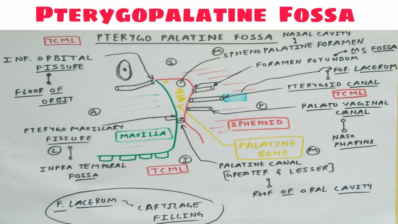 Pterygopalatine Fossa | Part 1 | Diagram | Head and Neck Anatomy | TCML