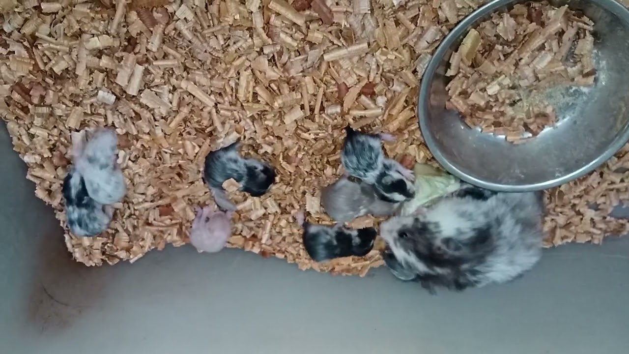 Hamster Feeding Tips 😋#food #hamster #trendingposttreat #cute #hobby #vlog #pets #feeding #delicious