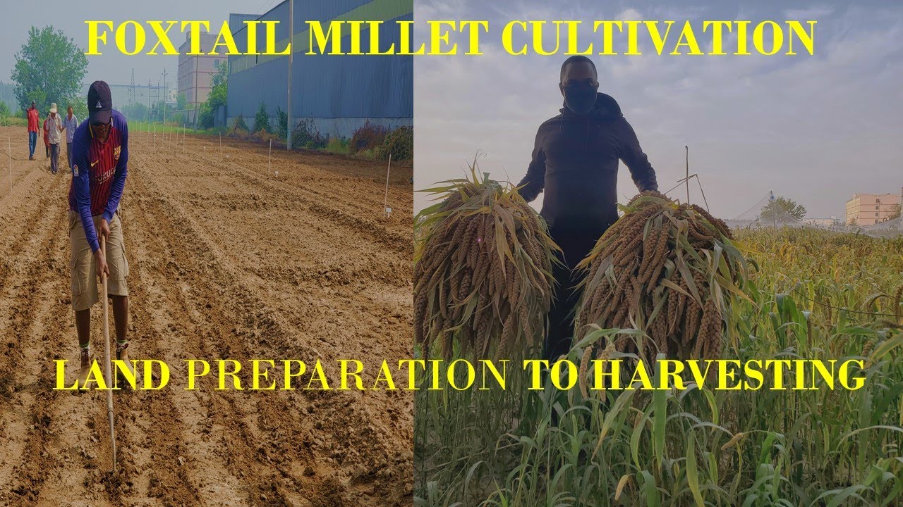 How to grow Foxtail Millet using modern technology|Sowing to Harvesting|Kilimo cha Ulezi wa Kisasa