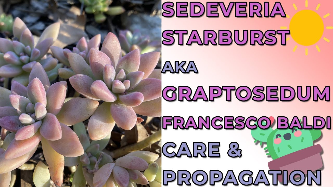 Sedeveria Starburst aka Graptosedum Francesco Baldi/ Graptosedum Darley Sunshine Care & Propagation