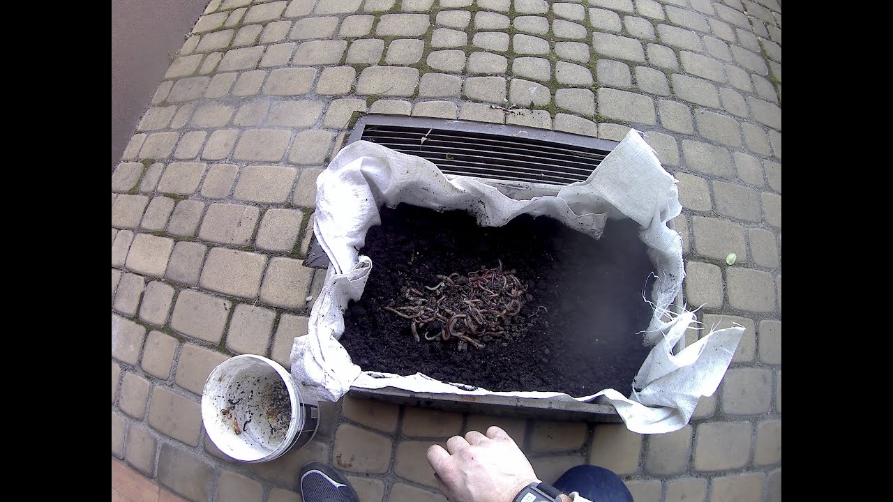 Rosówki hodowla/Rosówki przetrzymywanie,część 2.