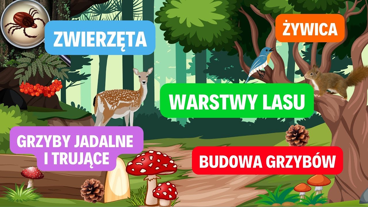 LAS - FILM EDUKACYJNY DLA DZIECI