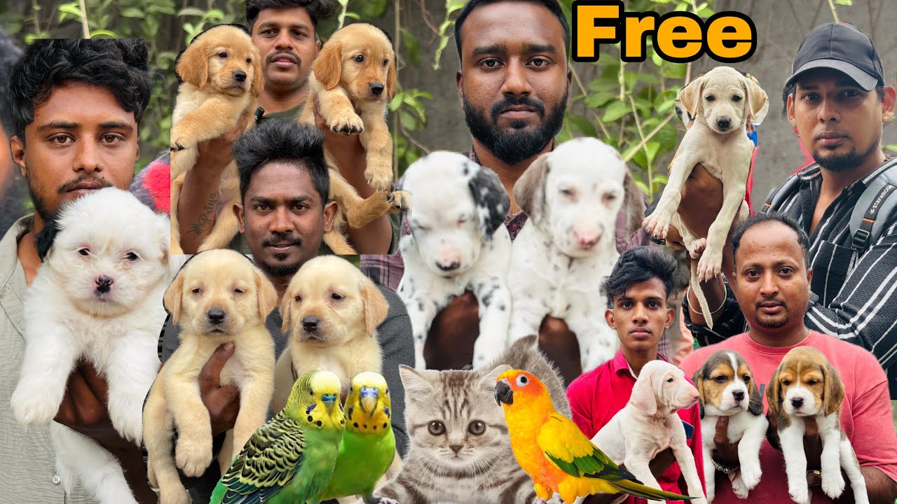 Sunday Open pets Market Broadway Chennai | Pongal Offer 2025 Video Tamil
