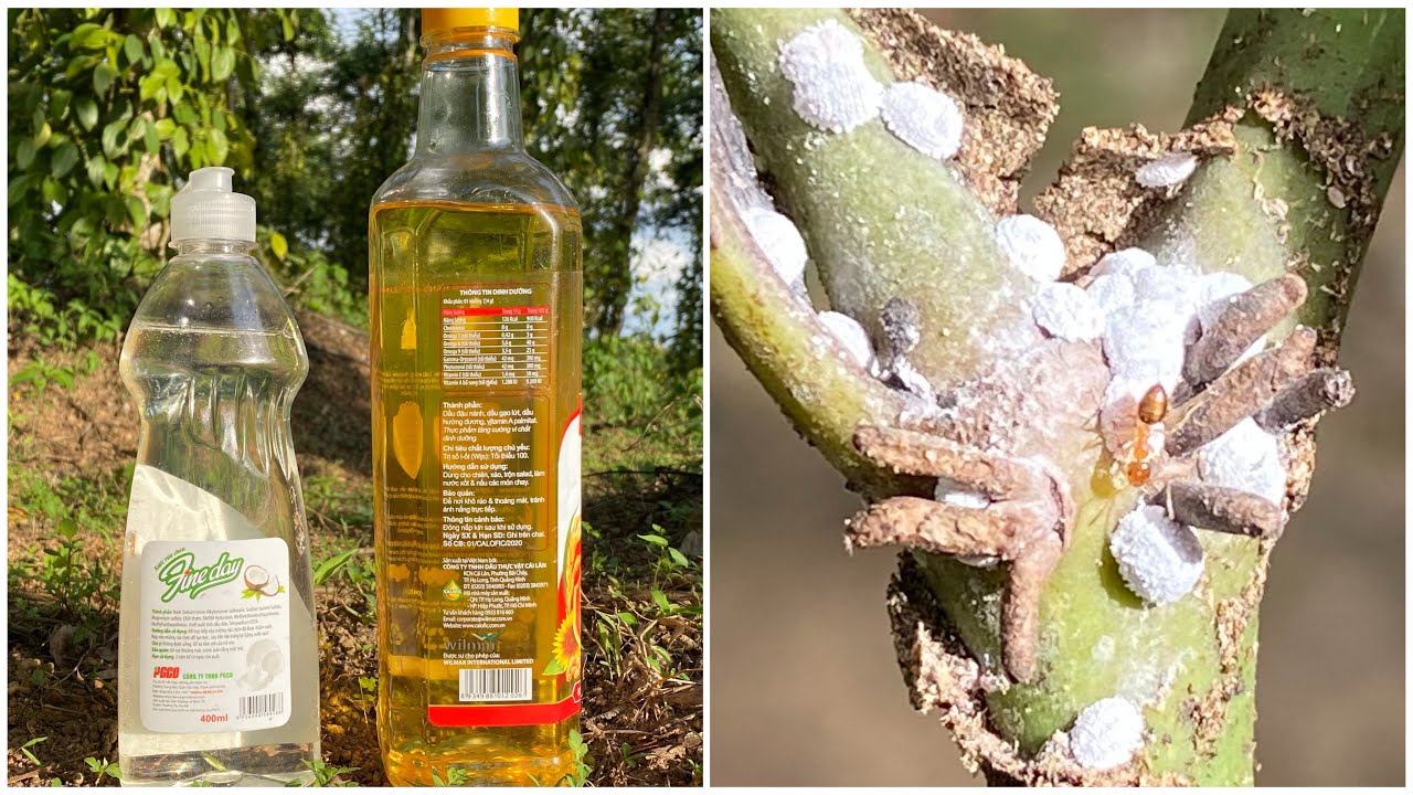 Thử cách diệt rệp sáp,rệp đen bằng nước rửa chén và dầu ăn.