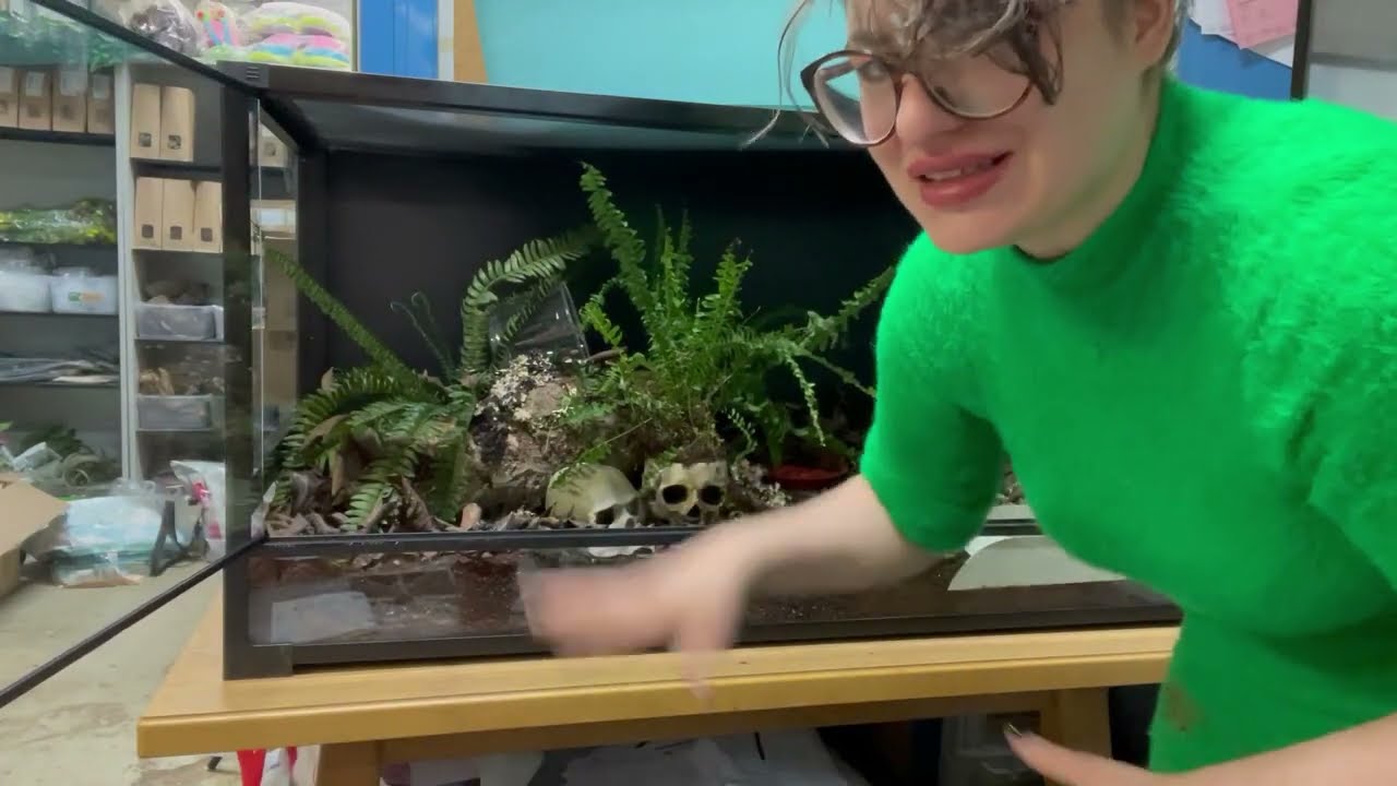 Haltung der Achatschnecke Lissachatina fulica/ Grusel Terrarium