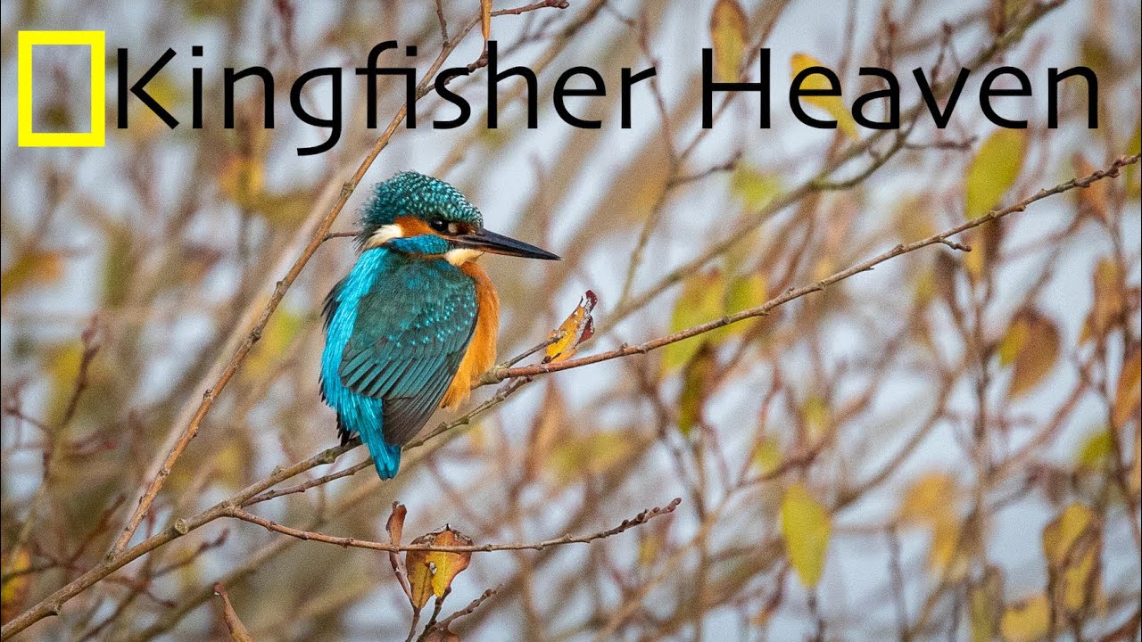 Wildlife/Nature Photography | Kingfisher Heaven