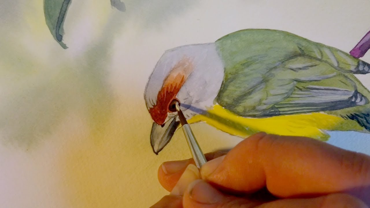 OutBirding - Dan Lane paints a Peppershrike (Full episode)