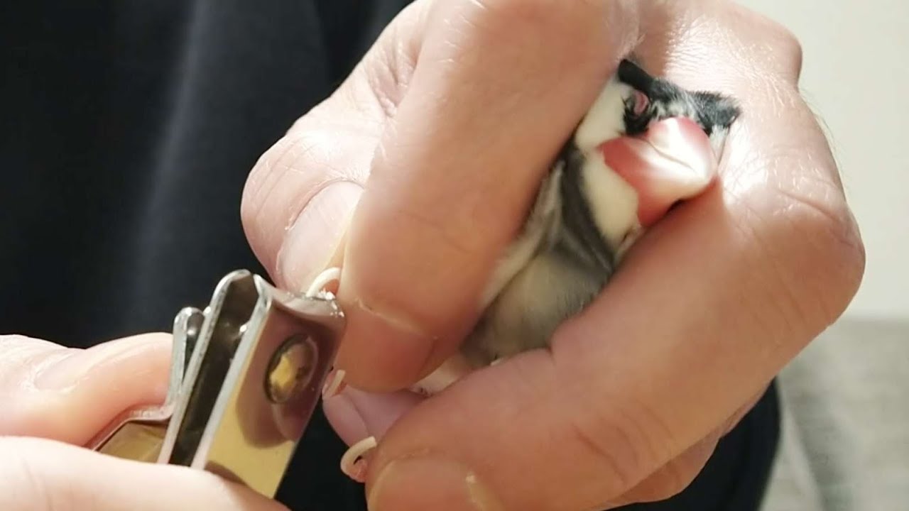 4歳文鳥、20回目の爪切り！飼い主もマメも 昔のジタバタが嘘のような落ち着きぶり