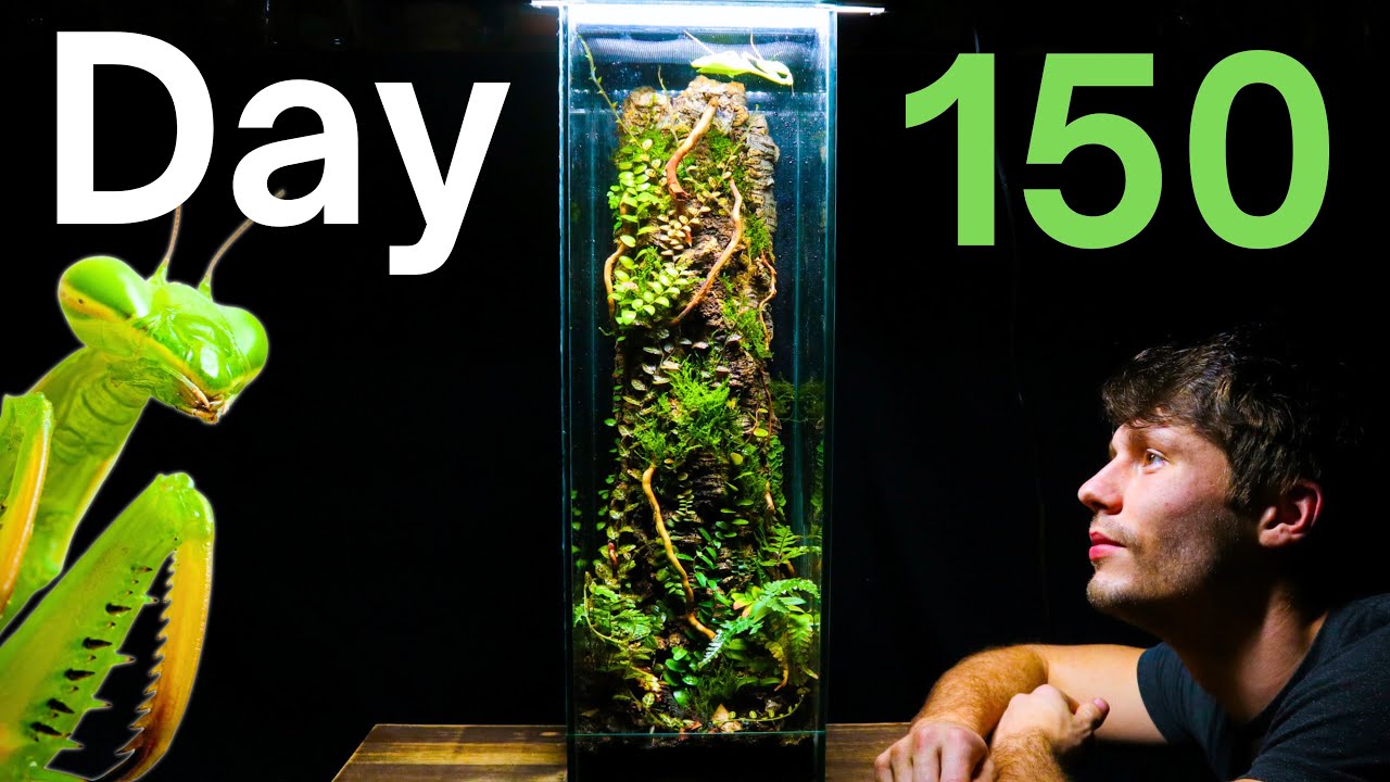 150 Day Old Praying Mantis Ecosystem!